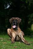 DOGUE ALLEMAND 814